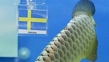 &bdquo;Big Huat&ldquo; prognozuoja pergalę &Scaron;vedijos futbolininkams