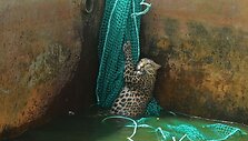 Leopardas