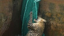 Leopardas