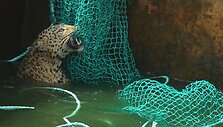 Leopardas