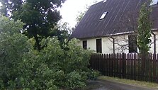 Nulūžusi liepa prie Ignalinos savivaldybės