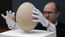 Epiornio kiau&scaron;inis lyginamas su vi&scaron;tos