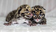 Dūminio leopardo jaunikliai