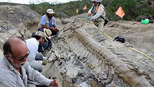 Dinozauro uodegos fosilijos 