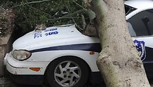 Ant policijos automobilio užvirtęs medis