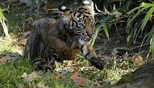 I&scaron;simaudęs sumatros tigro jauniklis