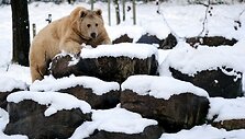 Me&scaron;ka Turkijos zoologijos sode