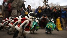 Kalėdų senelio kostiumais aprengti pingvinai 