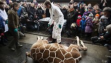 Kopenhagos zoologijos sode nu&scaron;auta žirafa