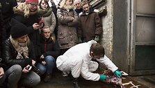 Kopenhagos zoologijos sode nu&scaron;auta žirafa