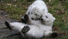 Baltosios me&scaron;kos jaunikliai Miuncheno zoologijos sode