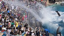 Orkų pasirodymas San Diego &bdquo;SeaWorld&ldquo; parke