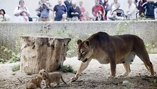 Liūto jaunikliai su mama Hopenhagos zoologijos sode (2013 m. liepos mėn.)
