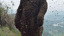 Bitės ant Kinijos bitininko She Pingo