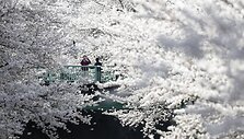 Sakuros Tokijuje 