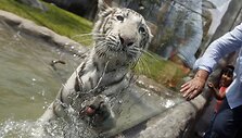Baltojo bengalinio tigro jauniklė Limos privačiame zoologijos sode