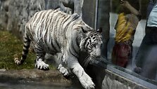 Baltojo bengalinio tigro jauniklė Limos privačiame zoologijos sode