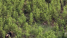 Kolumbijoje naikinama kokainmedžio plantacija