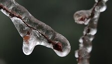 Austrijoje ledu pasidengę medžių &scaron;akos 