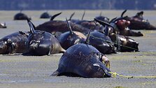 Negyvi bangininiai delfinai Naujojoje Zelandijoje
