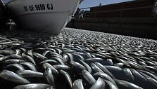 Nugai&scaron;usios žuvys