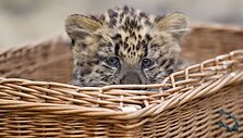Leopardas krep&scaron;yje