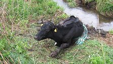 I&scaron;sekusios karvės gelbėjimo akimirka