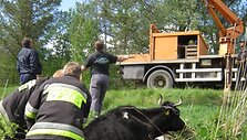 I&scaron;sekusios karvės gelbėjimo akimirka