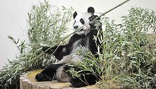 Panda vardu Yangas Guangas