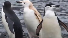 Pingvinai