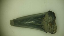 Dinozauro dantis