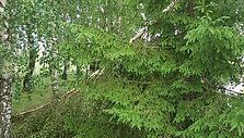 Audros padariniai Tel&scaron;iuose