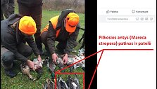 Pilkosios antys 
