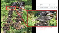 Smailiauodegė antis