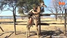 S.Larenty i&scaron;augino mažylę žirafą, kai po gimimo ją atstūmė jos mama.