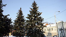 Kaunas pasipuo&scaron;ė dar viena egle