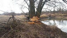 Bebrų &bdquo;darbelis&ldquo; nustebino skaitytoją
