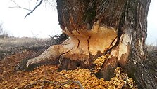 Bebrų &bdquo;darbelis&ldquo; nustebino skaitytoją