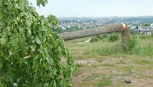 Nukirstas ąžuoliukas