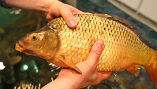 Karpis