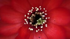 &bdquo;Chelsea Flower Show&ldquo; paroda