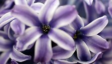 &bdquo;Chelsea Flower Show&ldquo; paroda