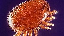 Erkutė Varroa.