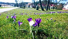 Krokų žiedai