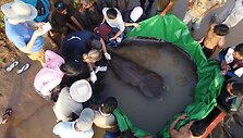 Mekongo upėje Kambodžoje sugauta 300 kg sverianti raja tapo didžiausia pasaulyje gėlavandene žuvimi