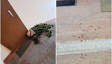 &Scaron;tai tokius vaizdus laiptinėje užfiksavo kaimynai &ndash; per visus auk&scaron;tus nuti&scaron;kę kraujo la&scaron;ai, i&scaron;versti gėlių vazonai, i&scaron;laužta elektros skydinė, nulaužta buto durų rankena
