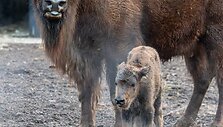 Lietuvos zoologijos sode gimė stumbriukas