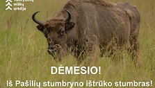 I&scaron; Pa&scaron;ilių stumbryno i&scaron;trūko stumbras