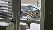 Stirninas Jaukutis Panemunės muitinės poste