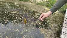 Dumblių niokojamas Žiežulio ežeras Varėnoje